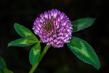 Image showing Clover