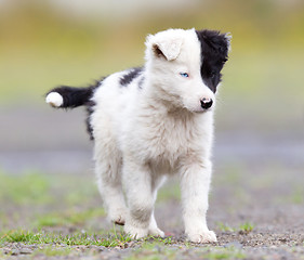 Image showing Border Collie puppy on a farm