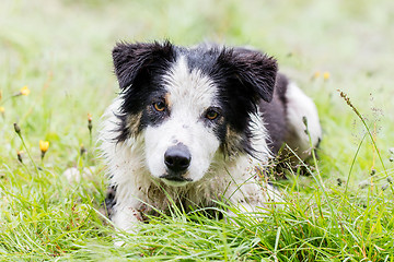 Image showing Playful Border collie