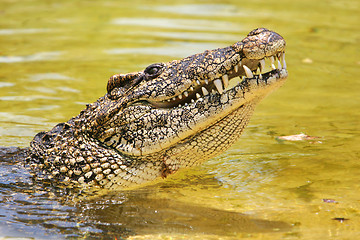 Image showing cuban crocodile