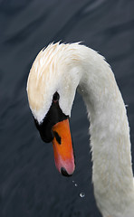 Image showing sad swan