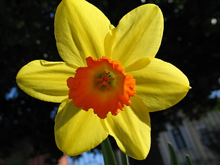 Image showing Summer flower