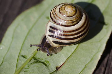 Image showing snail