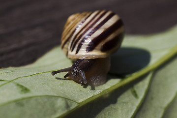 Image showing snail