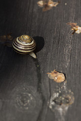 Image showing snail trail