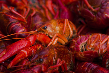 Image showing crayfish