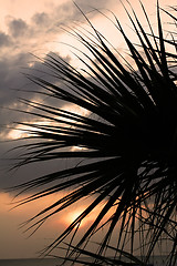 Image showing palm sunset