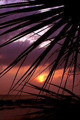 Image showing palm sunset