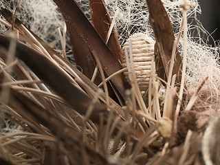 Image showing different size feathers in a pattern for natural background