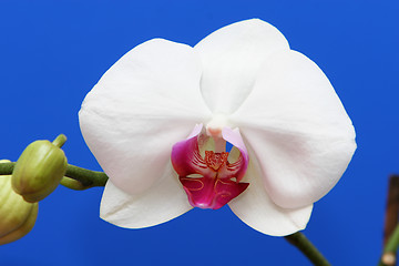 Image showing macro orchid