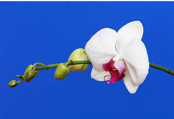 Image showing white orchid