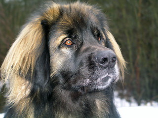 Image showing Leonberger