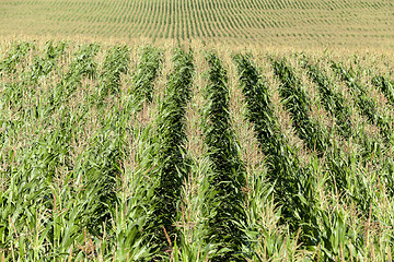 Image showing corn field, agriculture