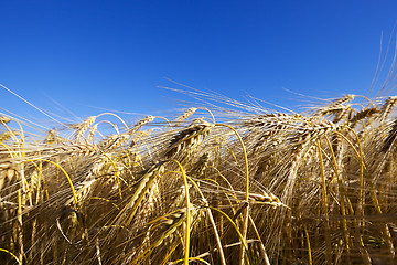 Image showing farm field cereals