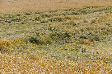 Image showing destroyed by the storm wheat