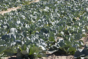 Image showing green cabbage in a field