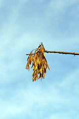 Image showing autumn in the park