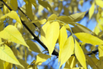 Image showing autumn in the park