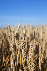 Image showing farm field cereals