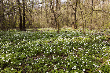 Image showing spring flowers white