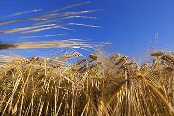 Image showing farm field cereals