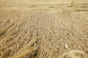 Image showing destroyed by the storm wheat