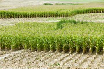 Image showing collection corn crop, close-up