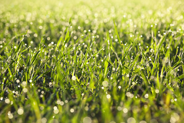 Image showing young grass plants, close-up