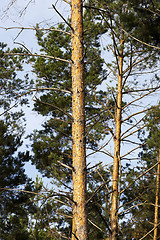 Image showing photographed the tops of pines