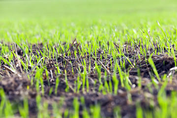 Image showing young grass plants, close-up