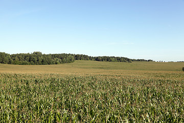 Image showing Corn field, summer