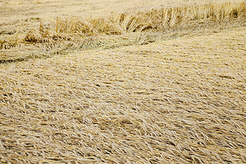 Image showing destroyed by the storm wheat