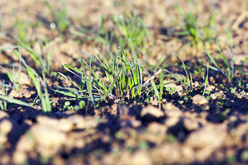 Image showing young grass plants, close-up