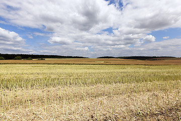 Image showing collection rapeseed crop