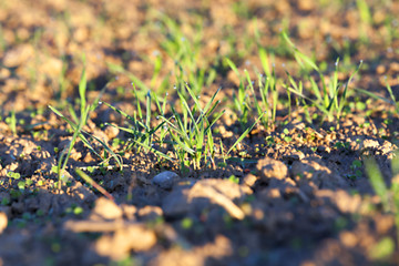 Image showing young grass plants, close-up