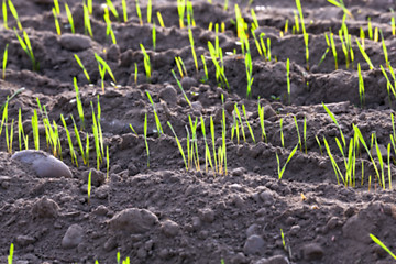 Image showing young grass plants, close-up