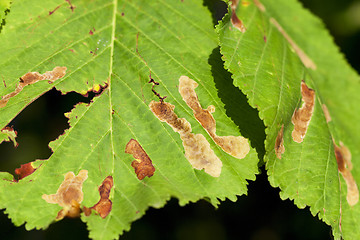 Image showing yellowing leaves of chestnut