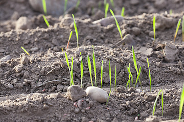 Image showing young grass plants, close-up