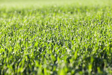 Image showing young grass plants, close-up