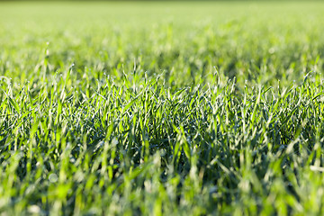 Image showing young grass plants, close-up