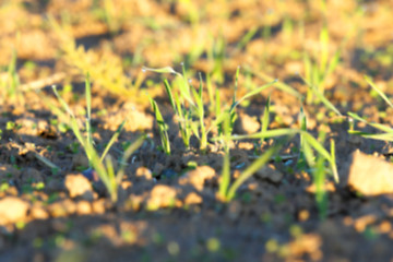 Image showing young grass plants, close-up