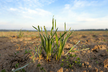 Image showing young grass plants, close-up