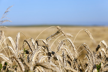 Image showing farm field cereals