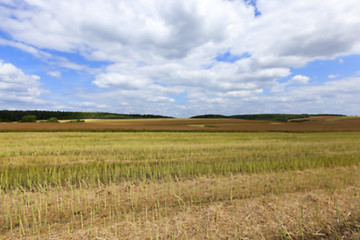 Image showing collection rapeseed crop