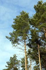 Image showing photographed the tops of pines