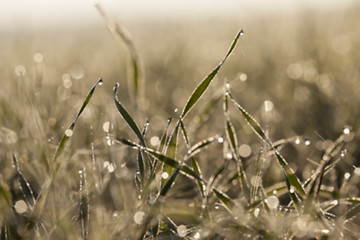 Image showing young grass plants, close-up