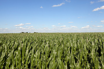 Image showing Field with corn