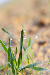 Image showing young grass plants, close-up