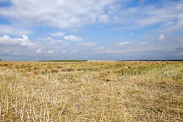 Image showing harvesting of rape