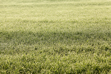 Image showing young grass plants, close-up